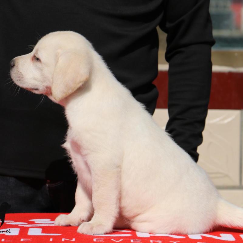 北岸犬舍拉布拉多幼犬纯种双血统有芯片飓风直子 狗狗活体