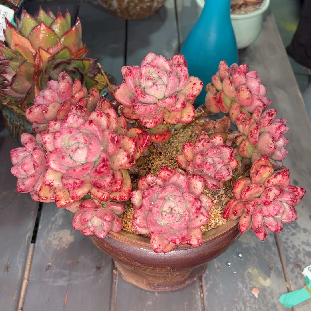 从前慢多肉精选编号0207.187