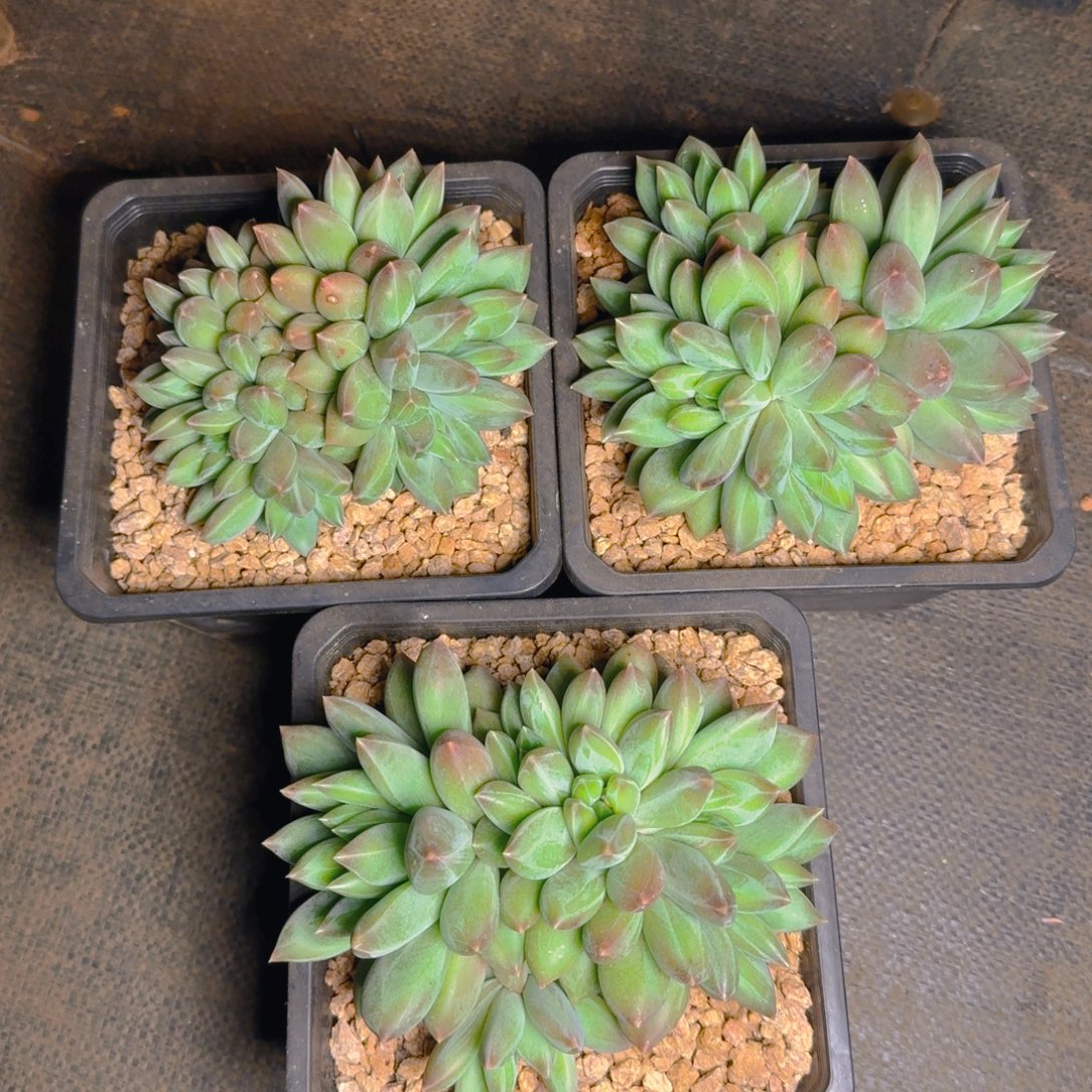 重楼平头多肉111111111多肉