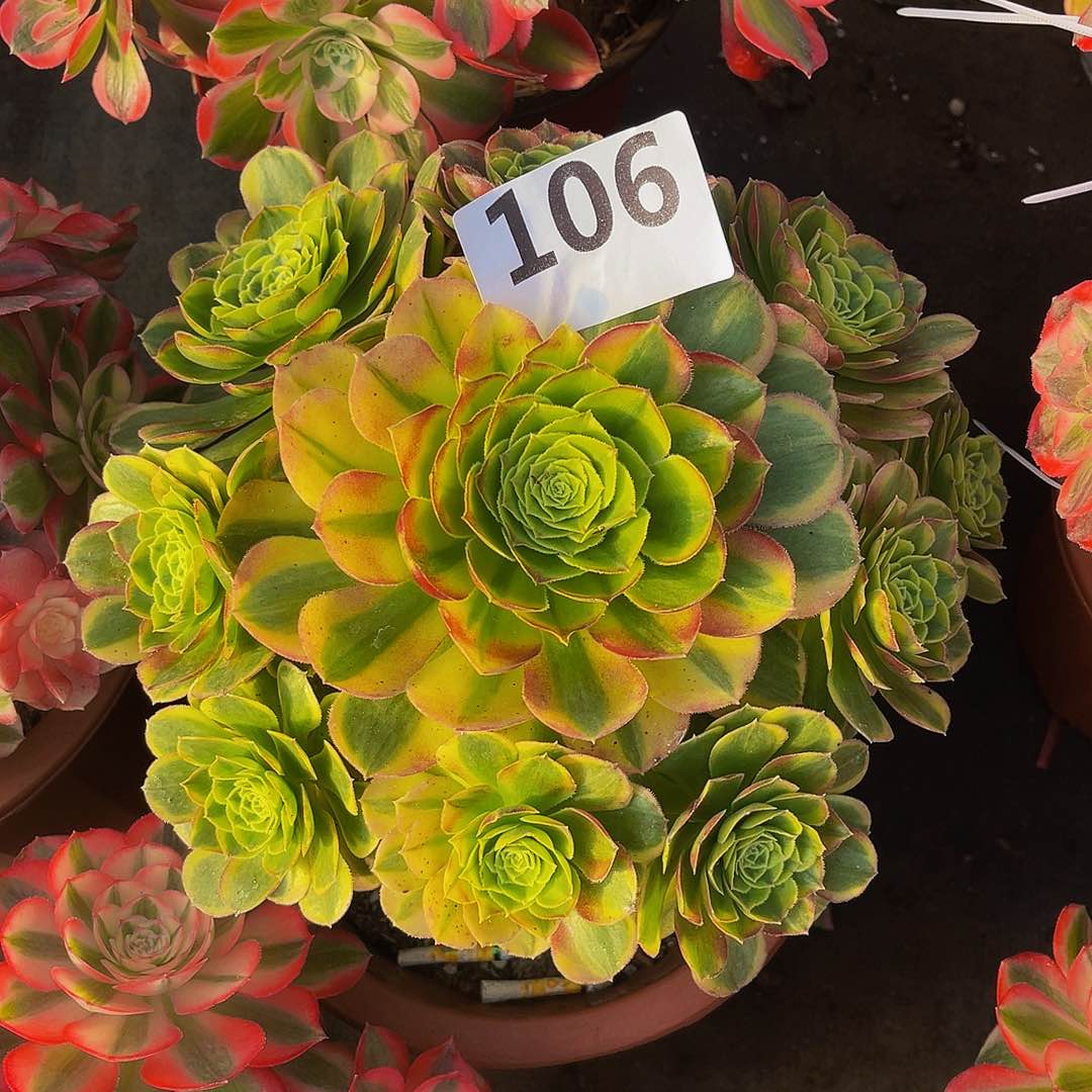 奶白106拖土官服26