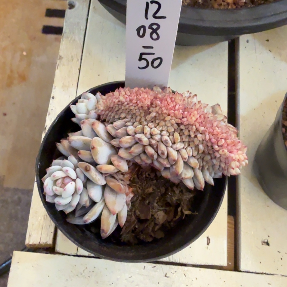 1208-50星星橙缀化