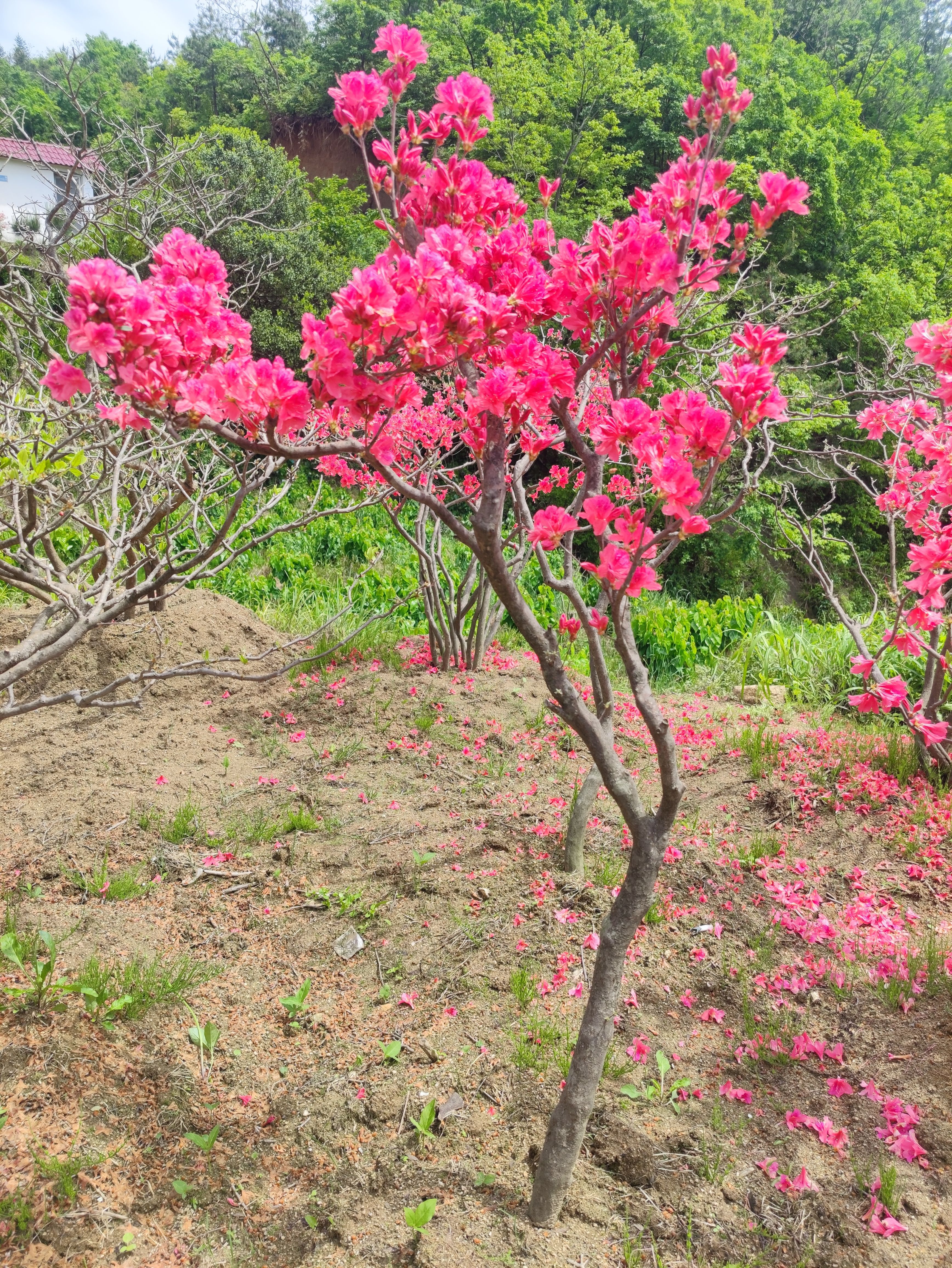 映山红 大别山先花后叶映山红 一棵独杆映山红 多年熟桩 花色好