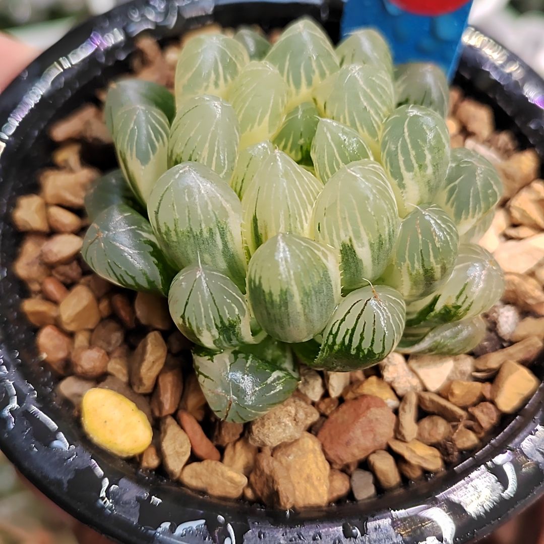 68号实生糊斑 6厘米左右一物一拍带盆