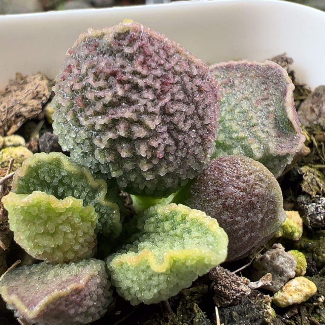 实生新品多肉植物水泡多肉植物