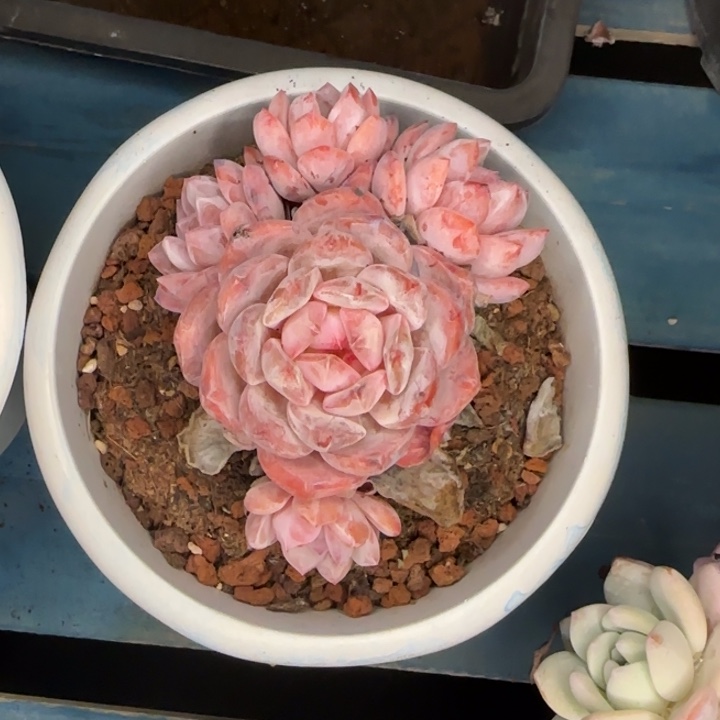 带土一颗好看的橙梦露