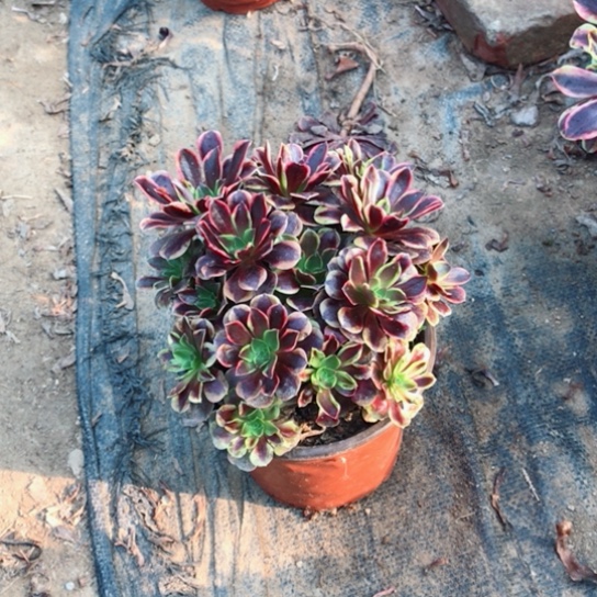 恋***者欧佳丽多肉植物19