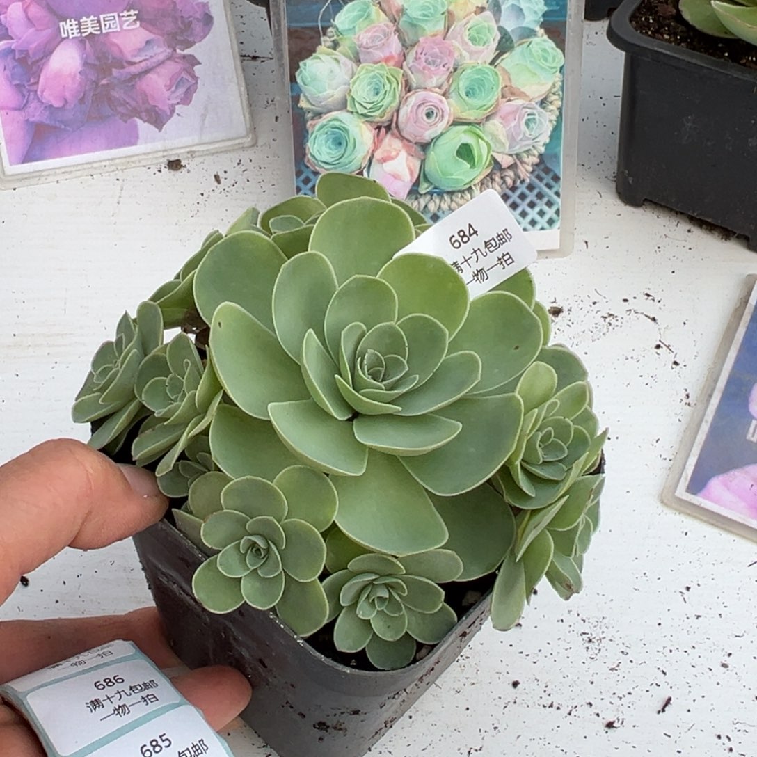 684水晶山地玫瑰基地带盆土