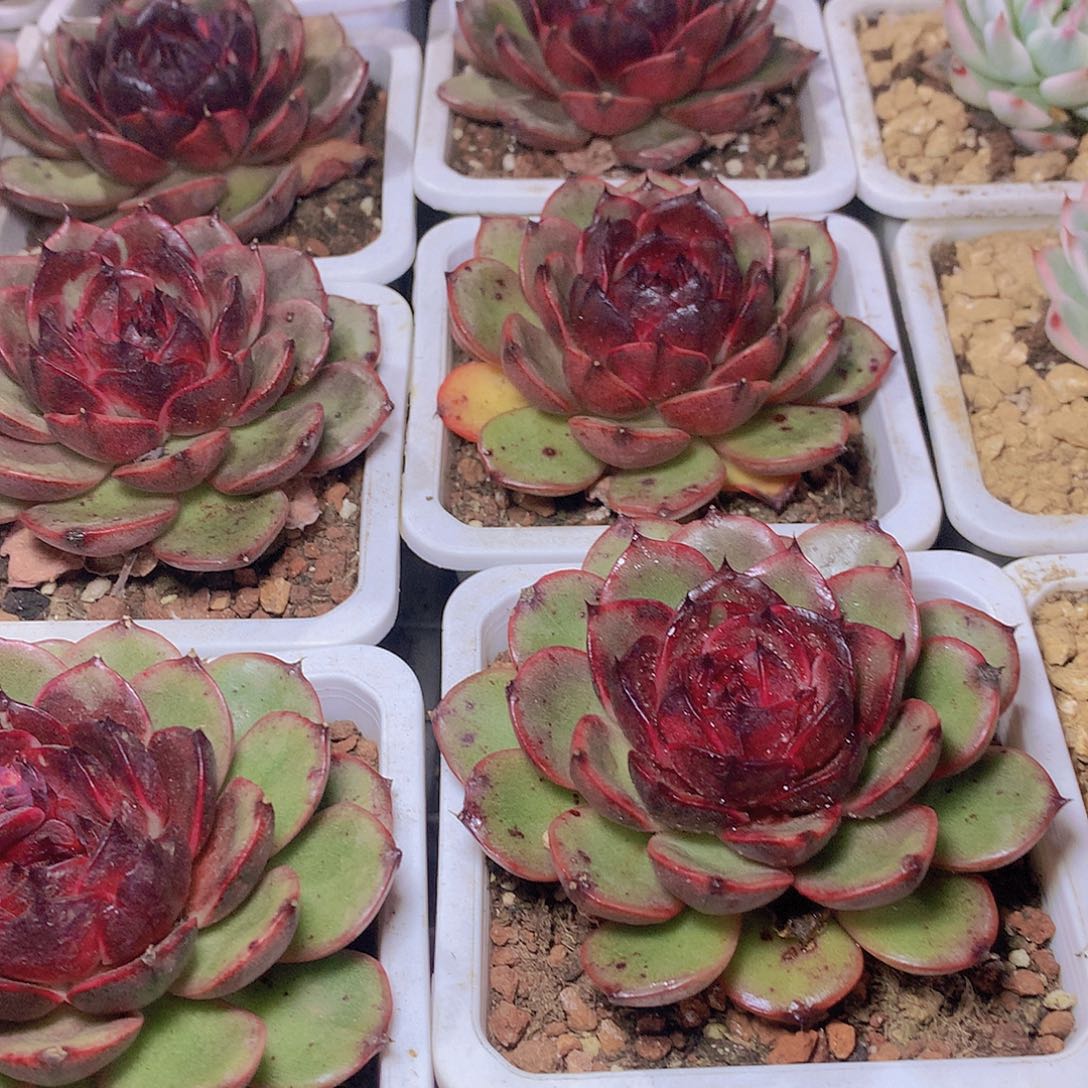 玫瑰雪特35678999900000