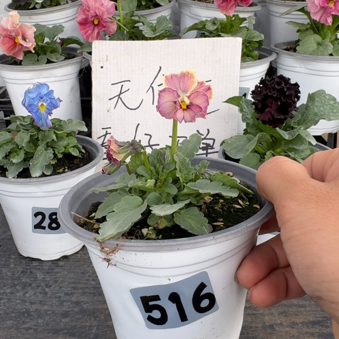 全部花朵516号心跳