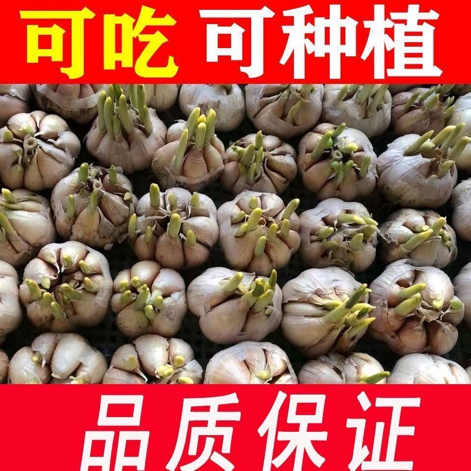 山东大蒜种干蒜可发芽的紫皮大蒜蔬菜可种出蒜苗蒜黄还能长出蒜薹