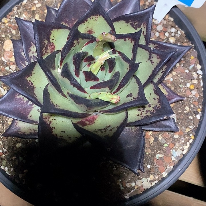 1303———直播福利