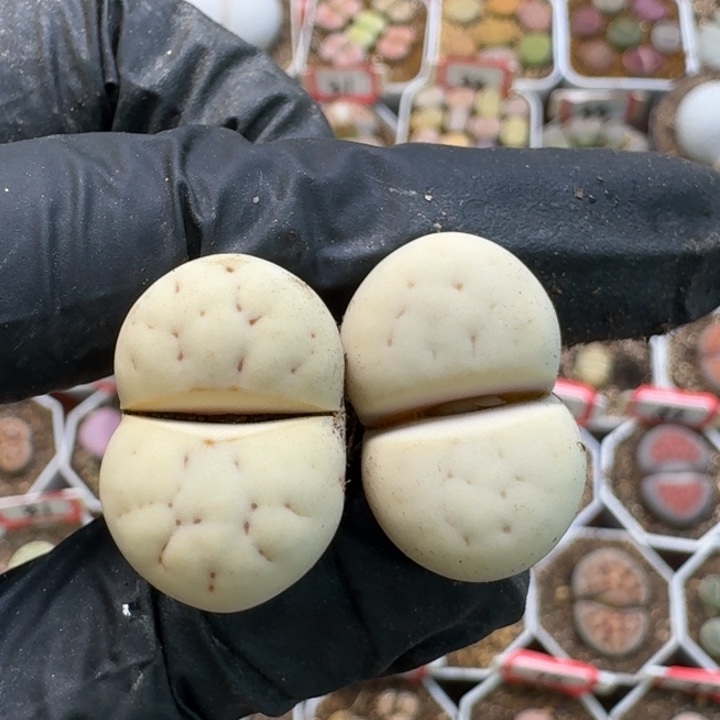 生石花2/：：。生。 268号