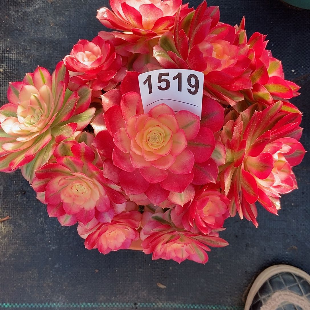 红陶1519倾城4冠服20以上