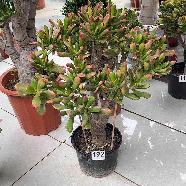 铲叶花月独杆老桩