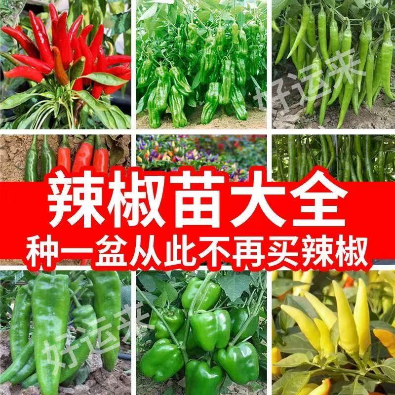 高产四季辣椒苗特辣朝天椒大青线椒甜椒各种番茄苗蔬菜苗盆栽秧苗