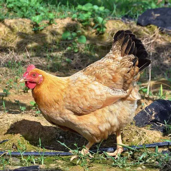 农家散养1年半脆皮老母鸡 脆皮鸡 炖汤1小时 跑腿全深圳2小时