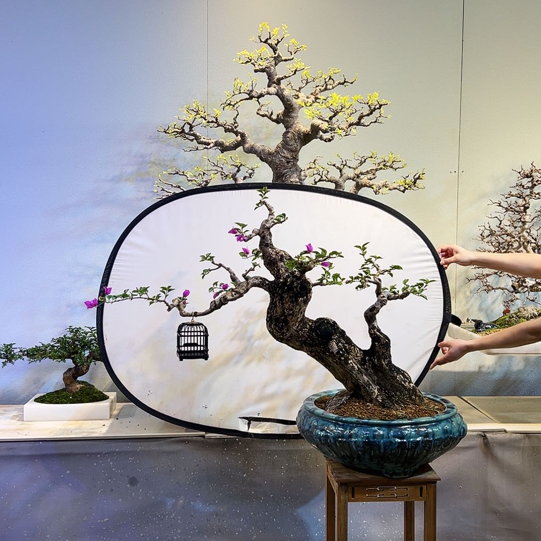 虫***乐无花朵岭南盆景精品三角梅