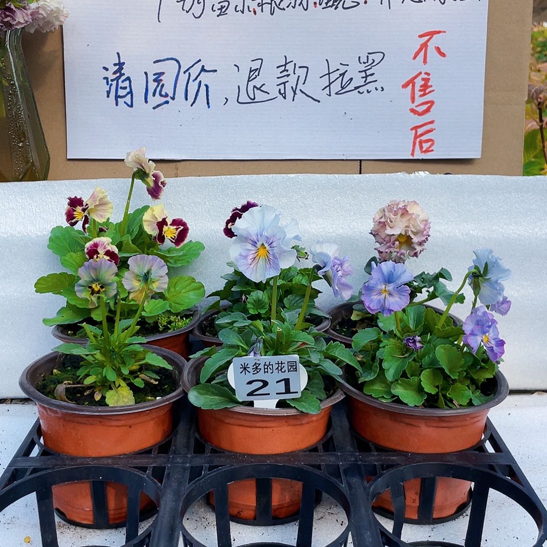 大部分花苞少量开放21