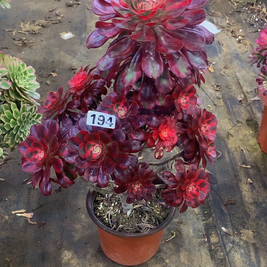 平*福多肉丽娜.194.00000