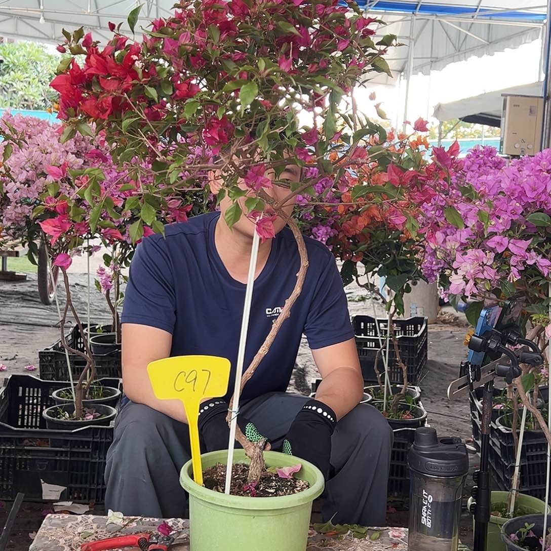 荣***少大部分花苞少量开放C97紫桑巴