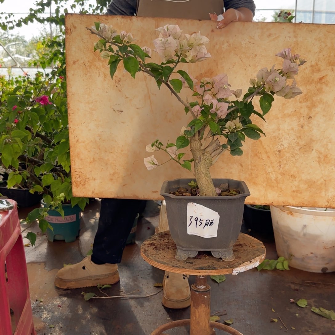 大部分花苞少量开放末代皇帝 395脱