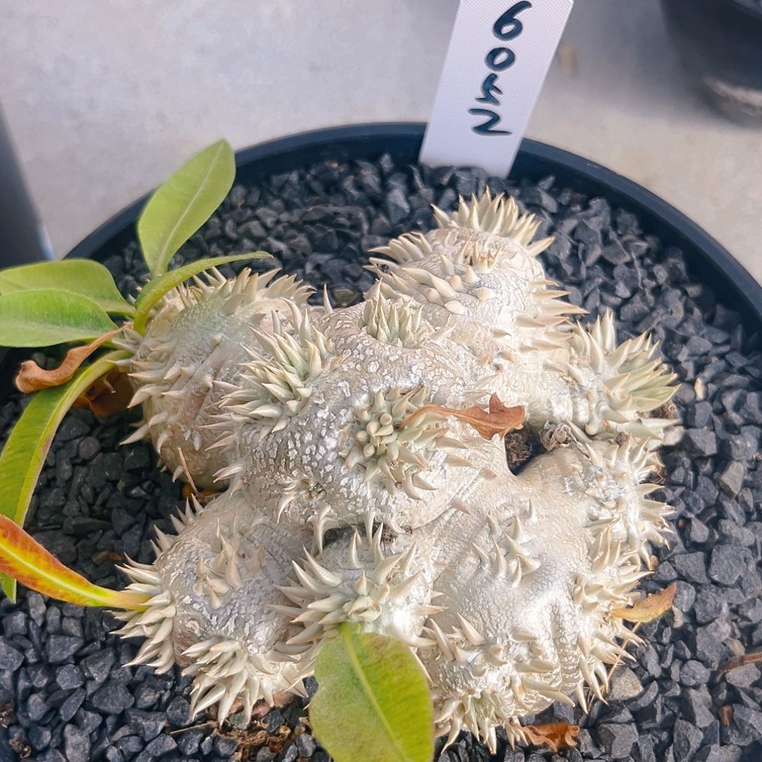 潮流植物午园艺惠比须笑