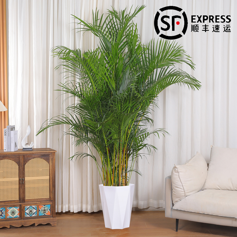 1.5-1.7G散尾葵室内家装植物盆栽北欧客厅大型绿植办公室好养花卉