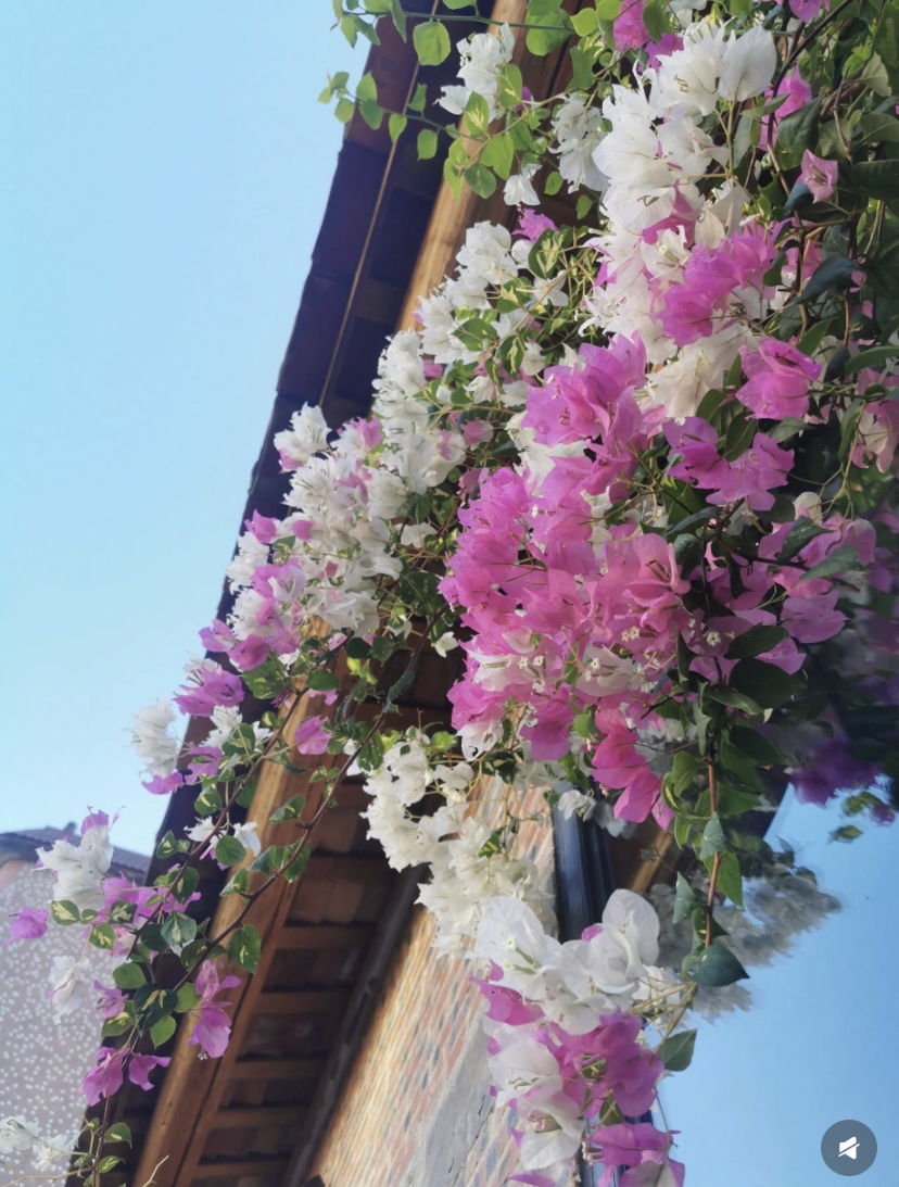 【金星双色】三角梅爆品爬藤原盆原土绿植盆栽四季开花