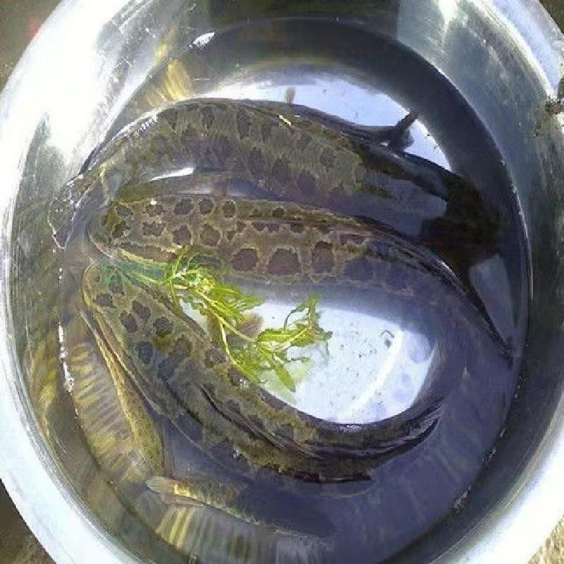 【现称现卖】微山湖区野生黑鱼乌鱼火头鱼顺丰包邮活鱼现杀当天发货