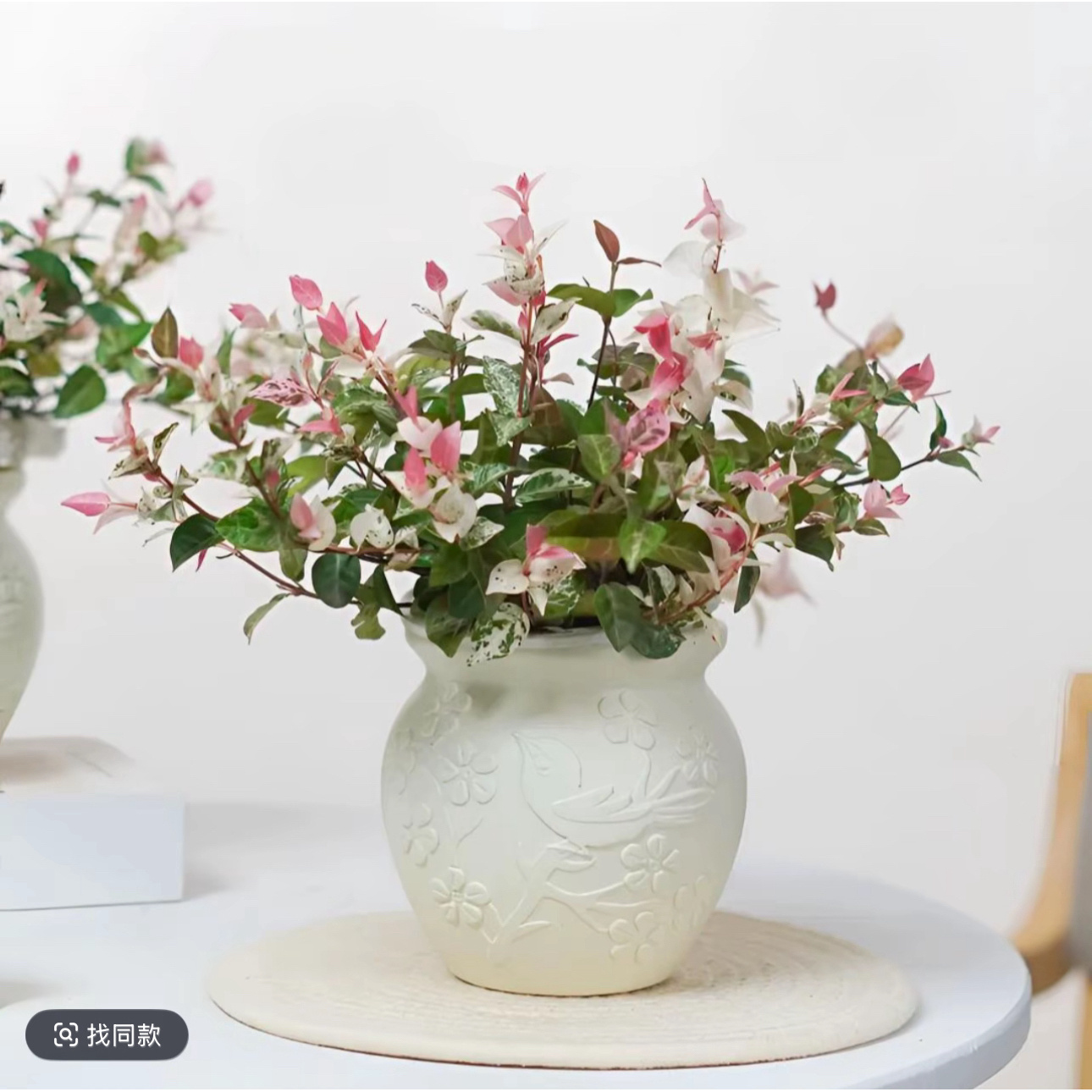 花叶络石盆栽四季好养客厅桌面阳台庭院垂吊花卉植物