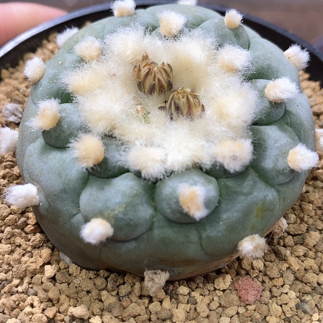 孤品实生优选白肌突尤大尤长毛海鲜5.6cm