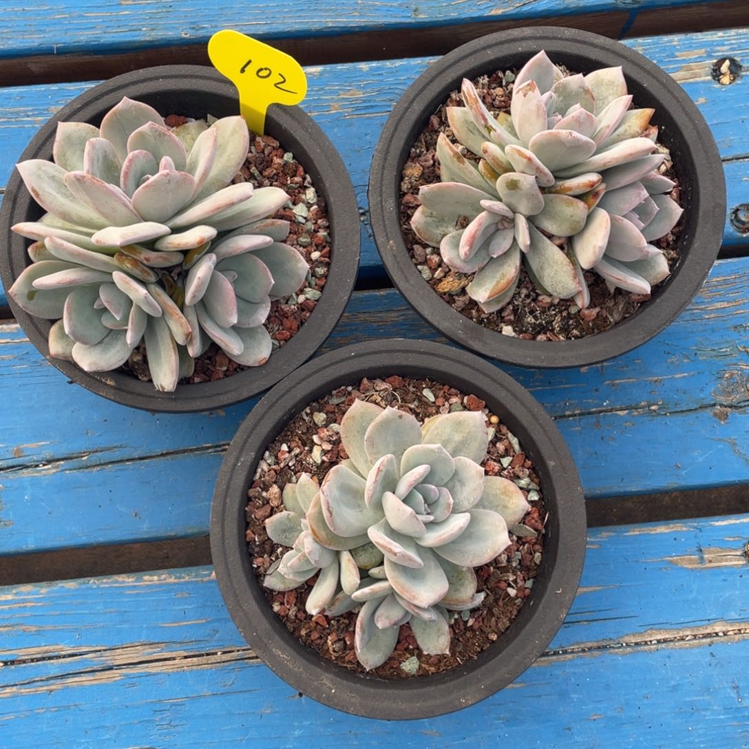 韩版奶茶三个一组清台子