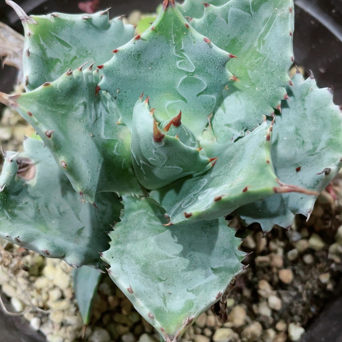 红*甲蟹小苗龙舌兰包邮