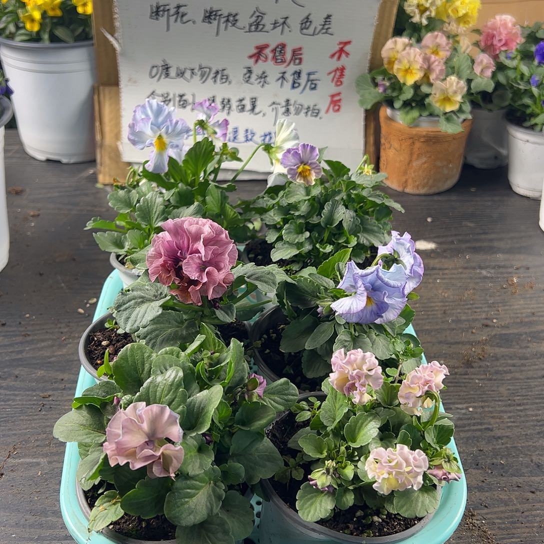 大部分花苞少量开放270号