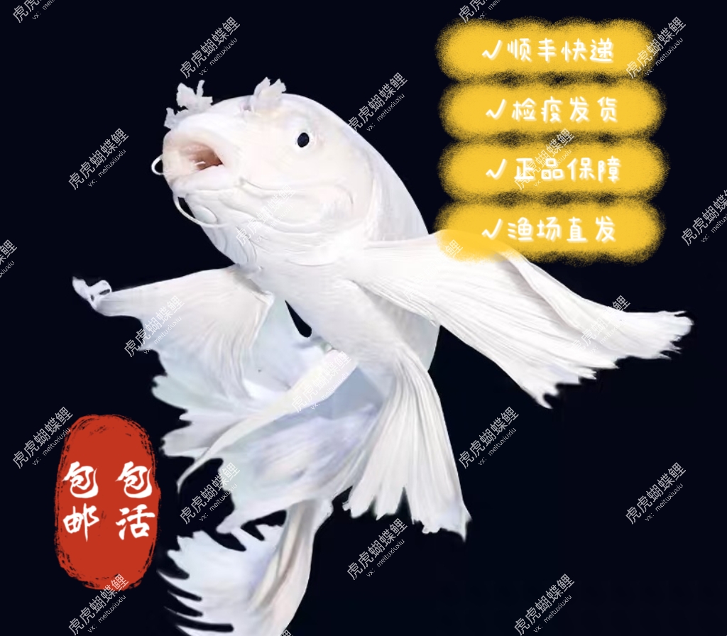 【虎虎蝴蝶鲤】18-22公分蝴蝶鲤赛级精品狮子头渔场直发石膏白顺丰