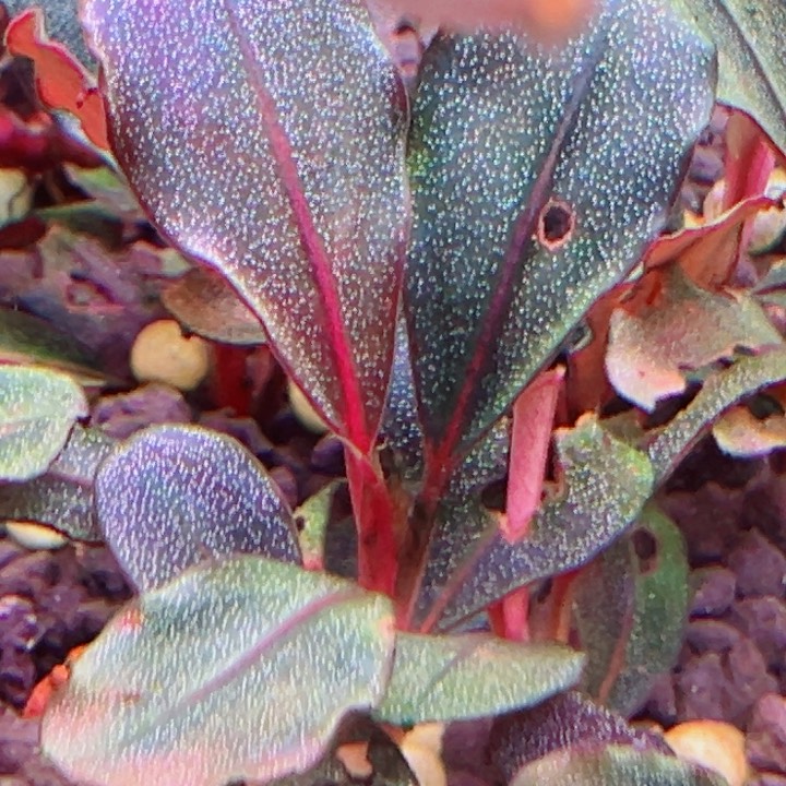 福利23号福利价一头植物