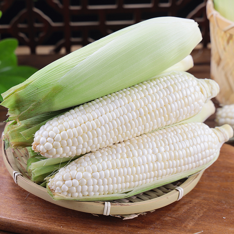 新鲜白糯玉米软糯香甜鲜食玉米甜糯玉米现摘现发