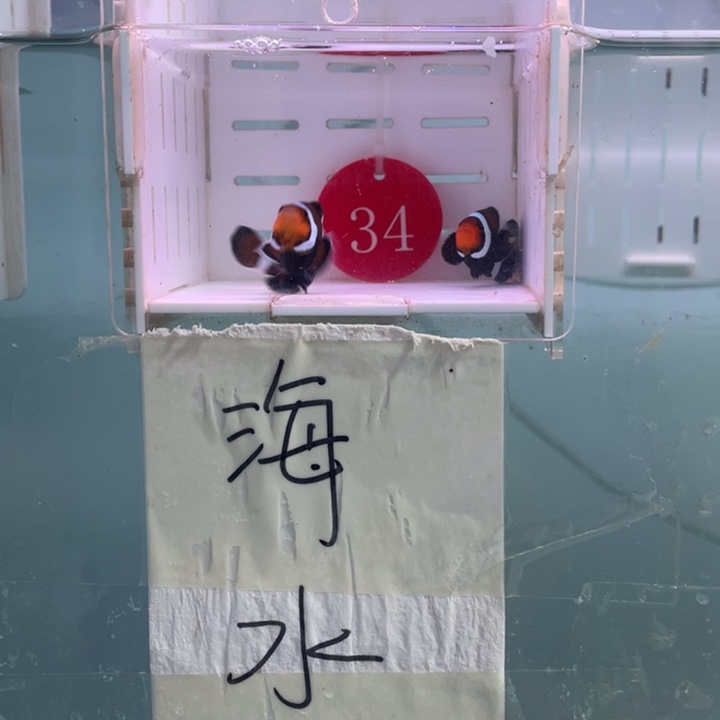 海水鱼精品奥黑一对4-5