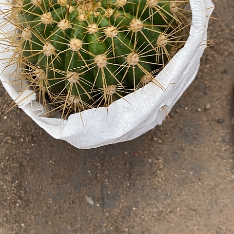 云儿毛花毛花467899