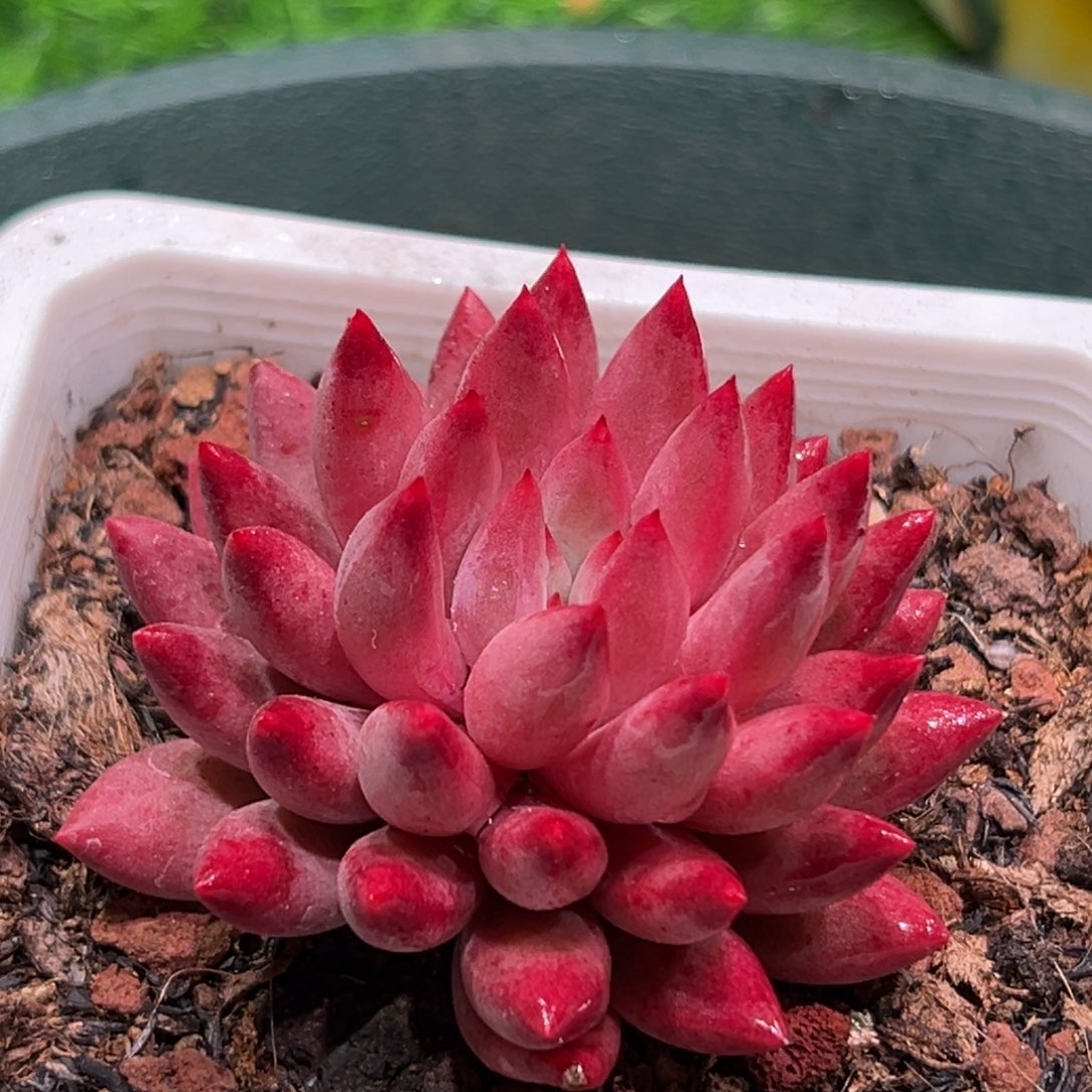 美***姥流沙虞，一物一拍。    