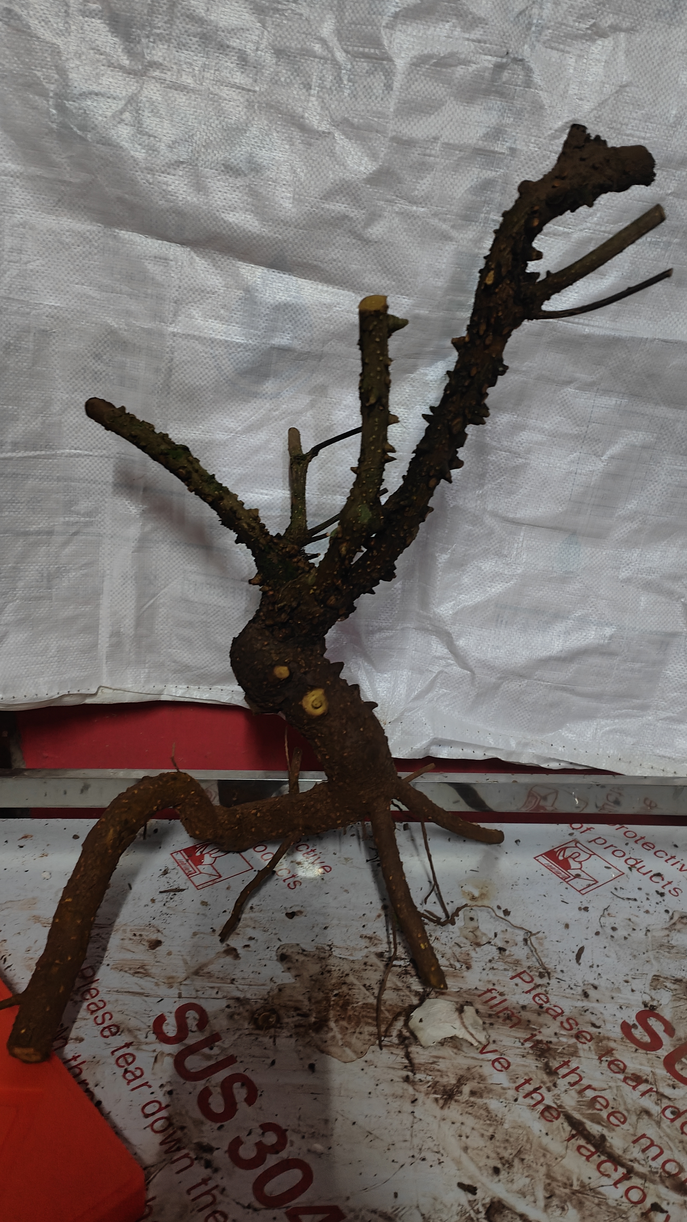 盆景素材，直播间，一物一拍