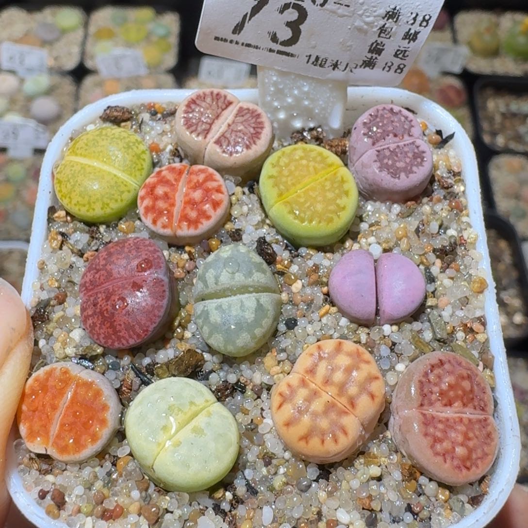 Sss清清货了便宜73