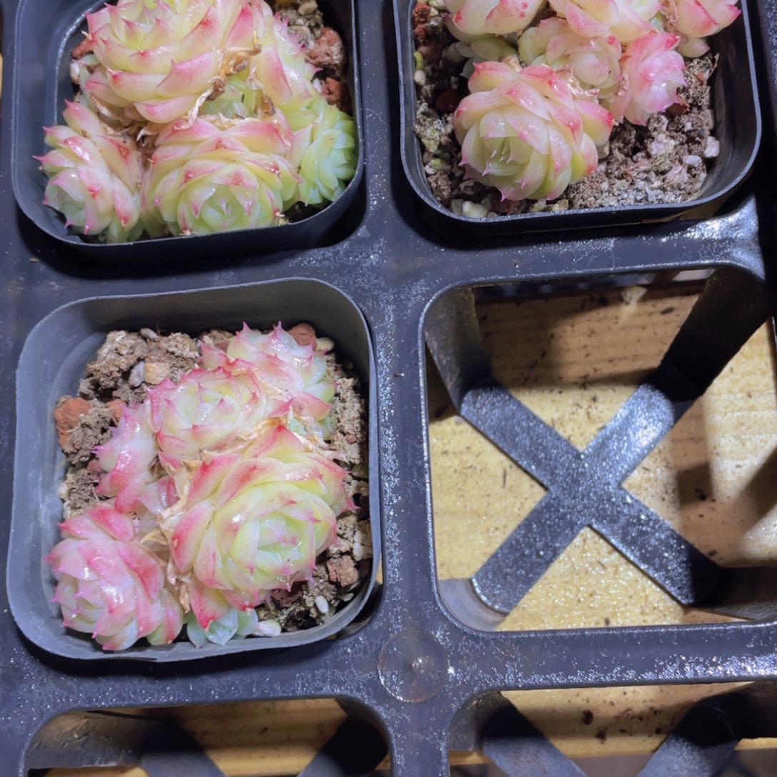 1362号 睫毛潘多拉女王精品群一颗