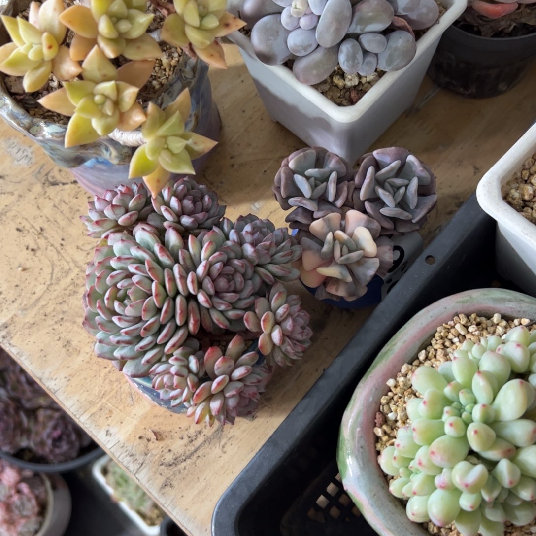 玛***治满38包邮一物一拍