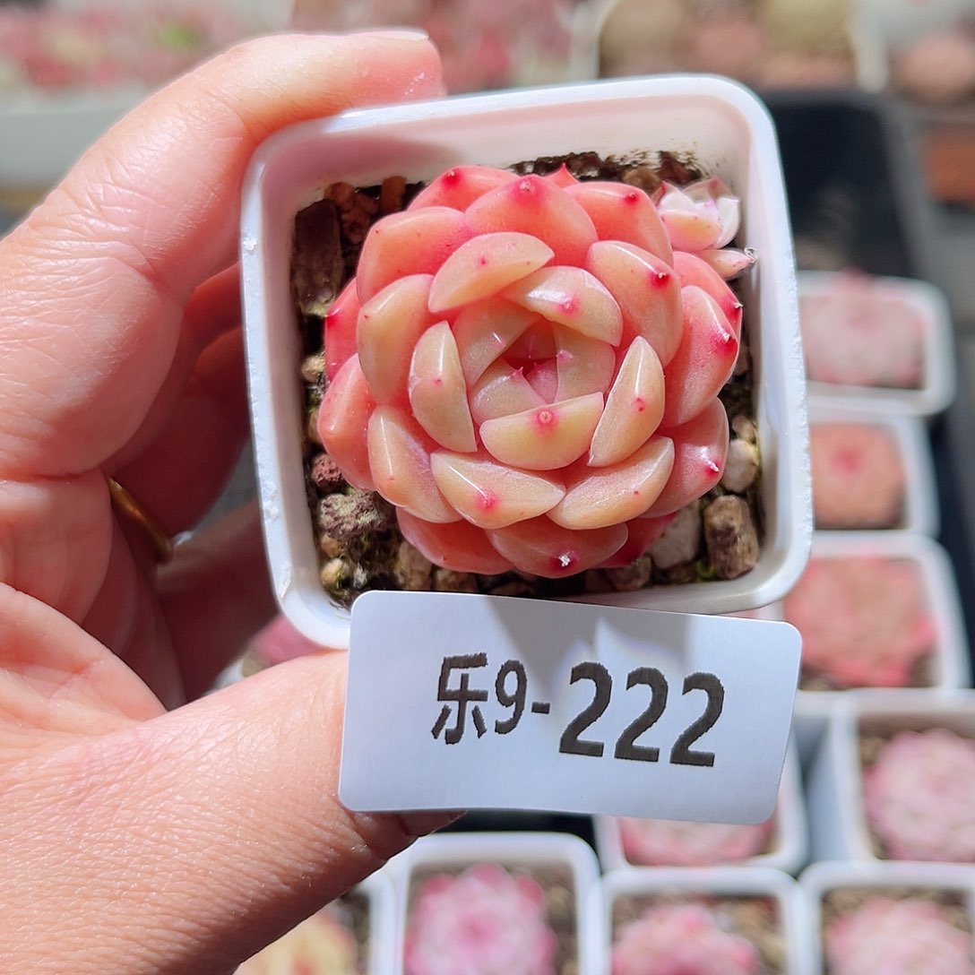 乐9-222 印月台单头 