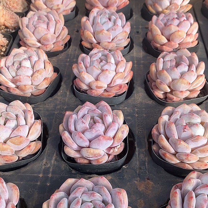 119星影单头 福利多多 