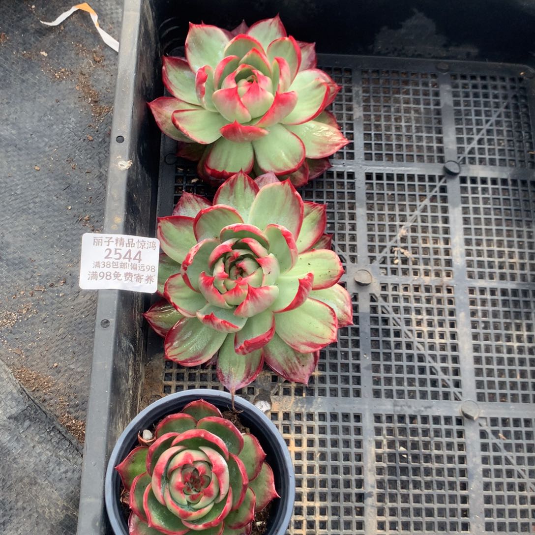 执****2544号多肉植物惊鸿2送1