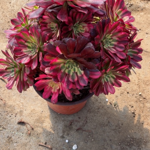 多肉植物五天姬锦，