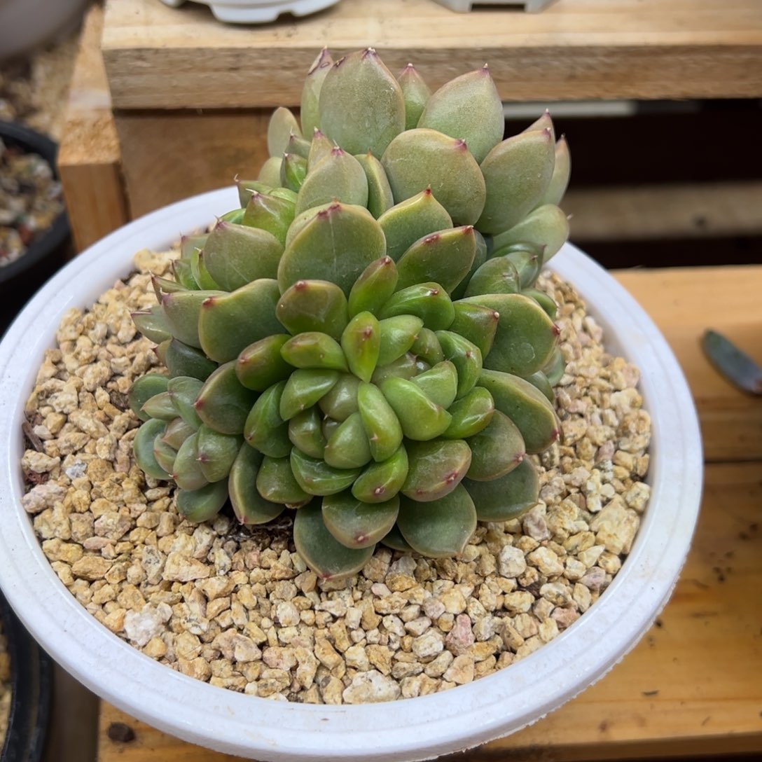 皮埃拉 6头 夏鸣园艺