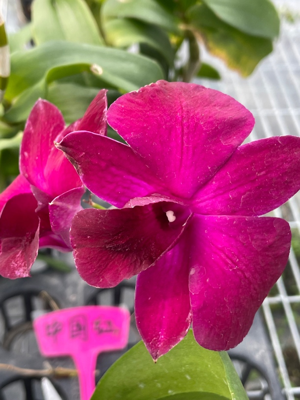 读月园秋石斛中国红酒色石斛兰洋兰咖啡猫大花泰国进口石斛兰